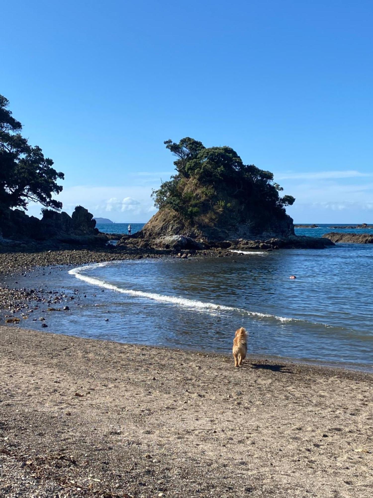 Kereru Cabin - Spectacular Seaviews, Rustic, Glamping Eco Adventure Palm Beach Buitenkant foto